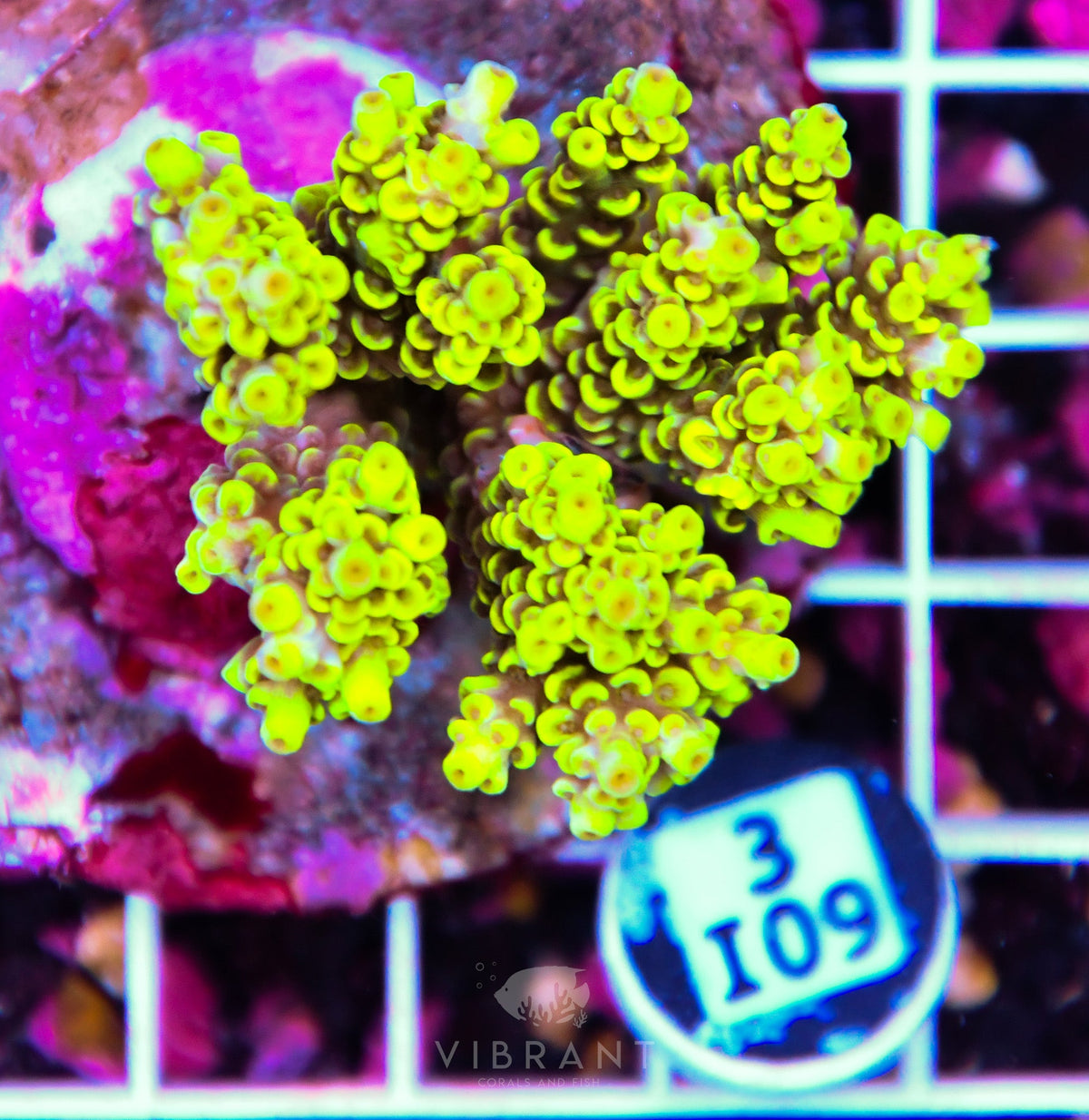 Acro INDO