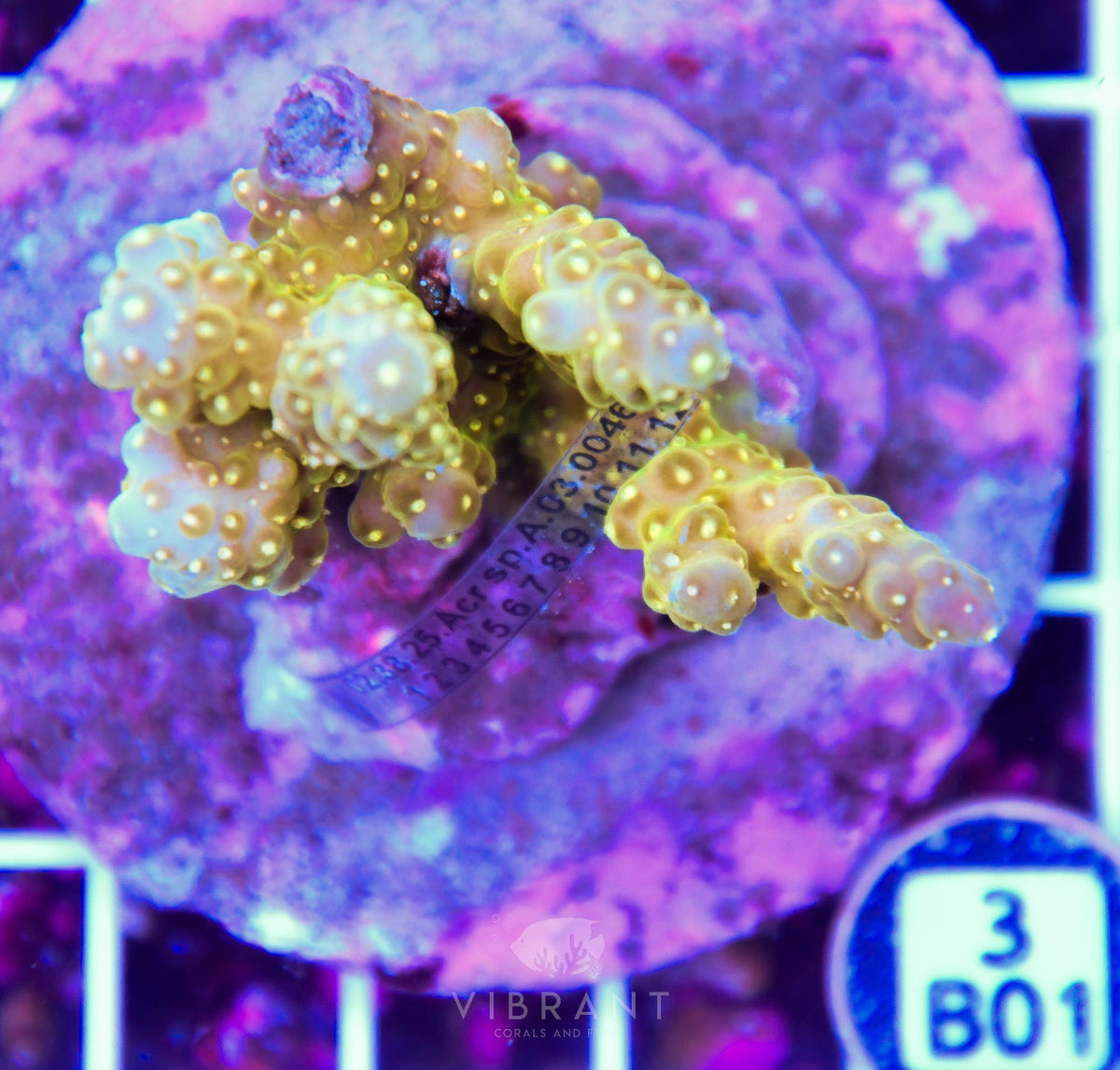 Acro INDO – Matt's Corals