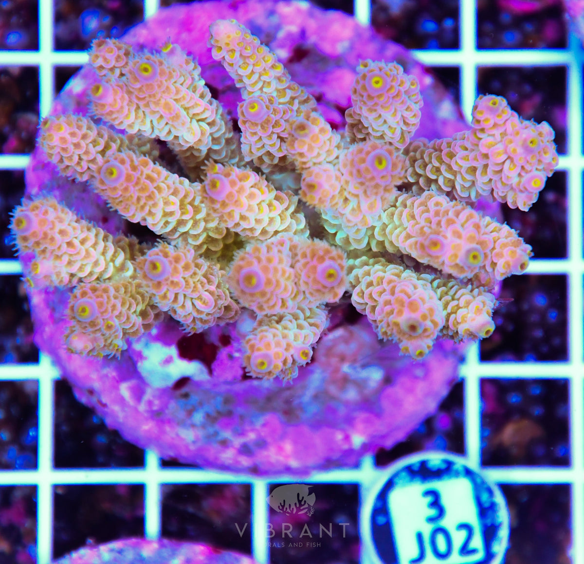 Acro INDO