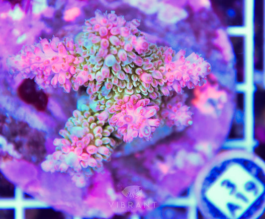 Acro INDO
