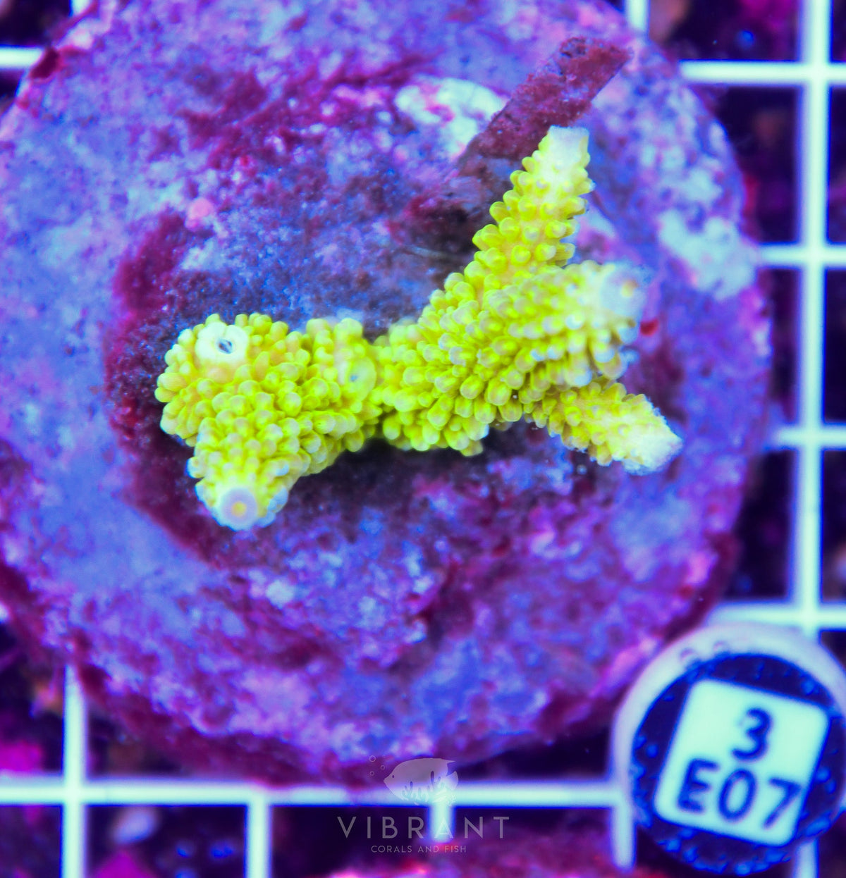 Acro INDO
