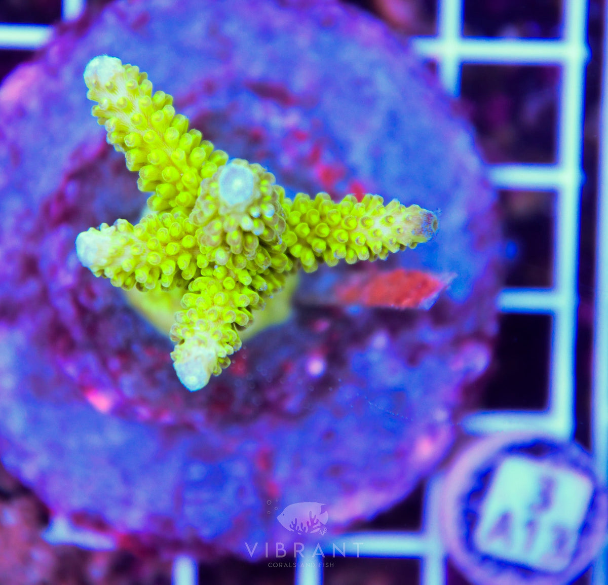 Acro INDO