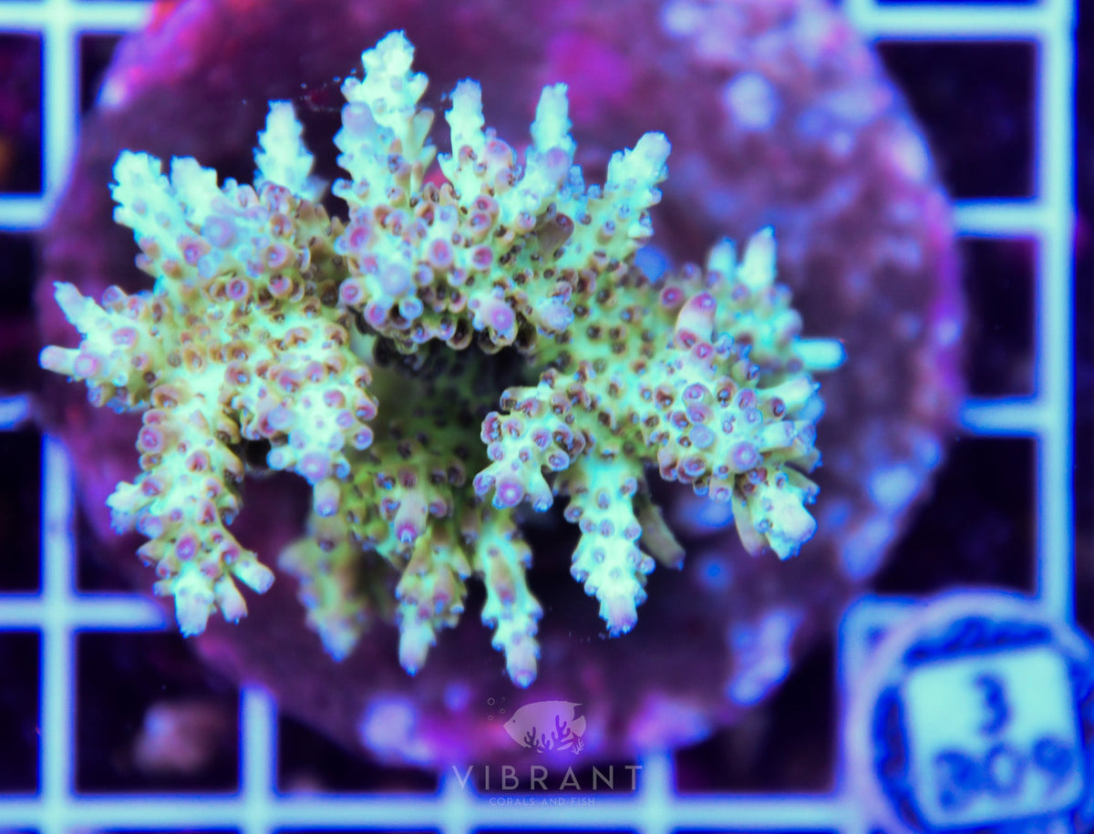 Acro INDO
