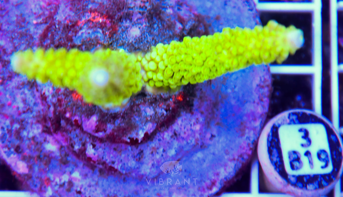 Acro INDO
