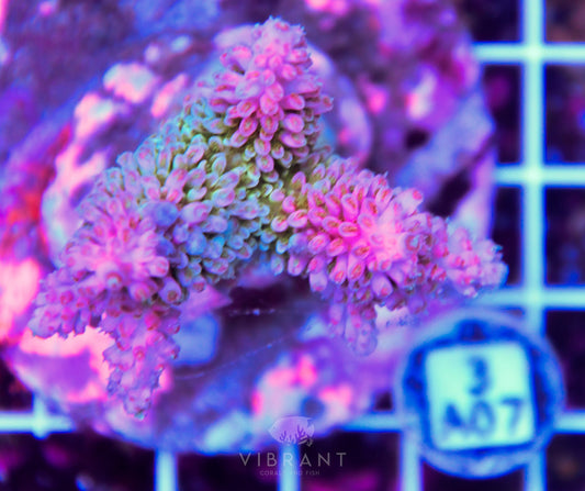 Acro INDO