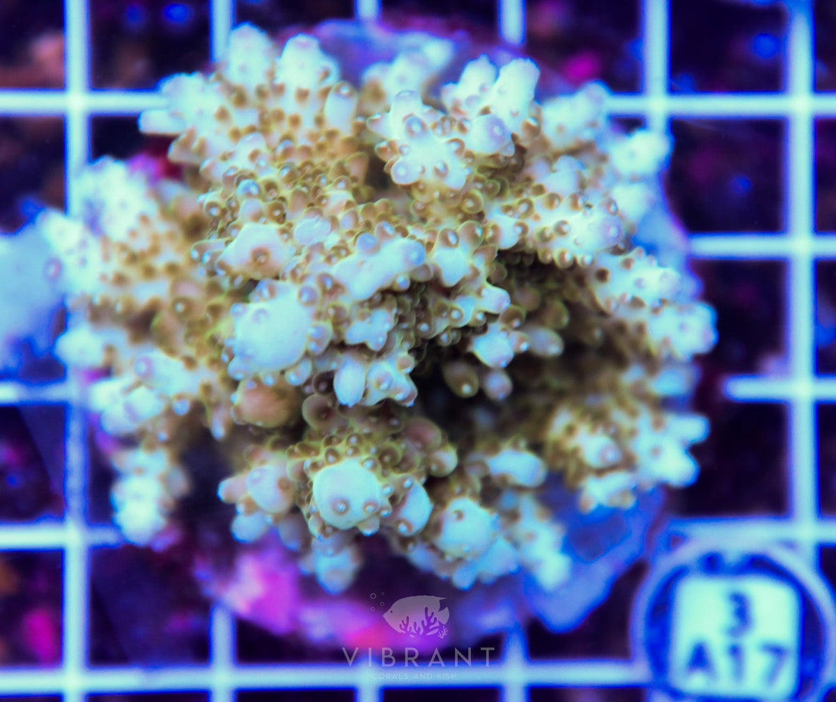 Acro INDO