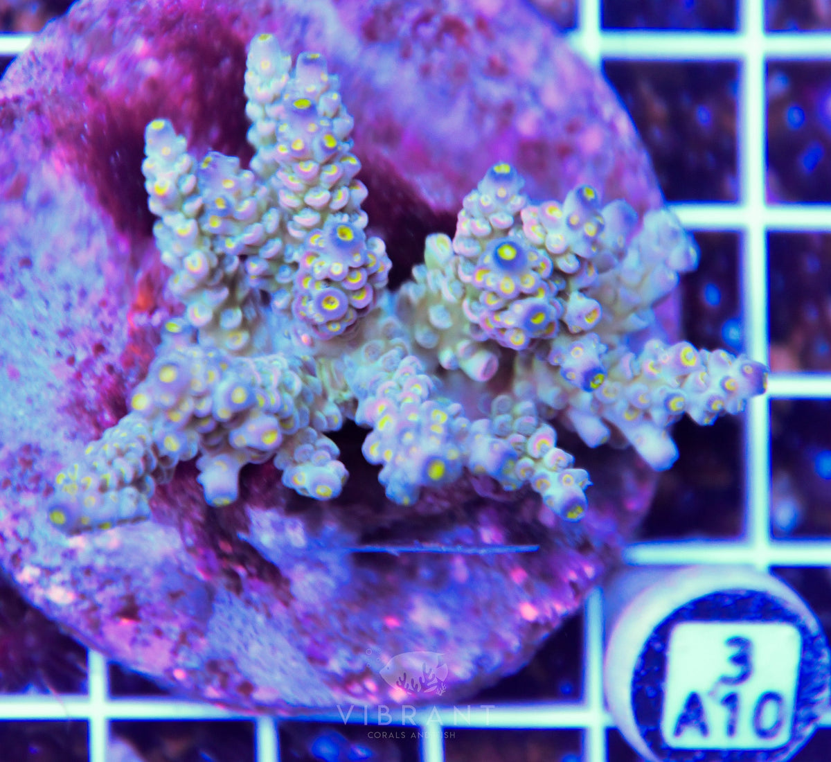 Acro INDO