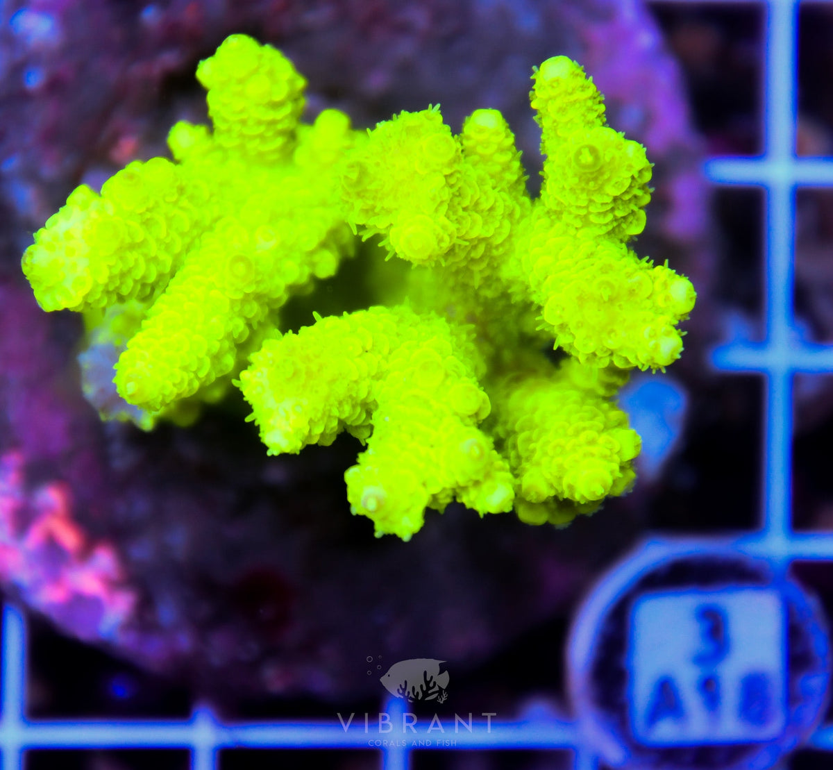 Acro INDO – Matt's Corals