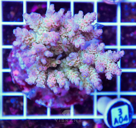 Acro INDO