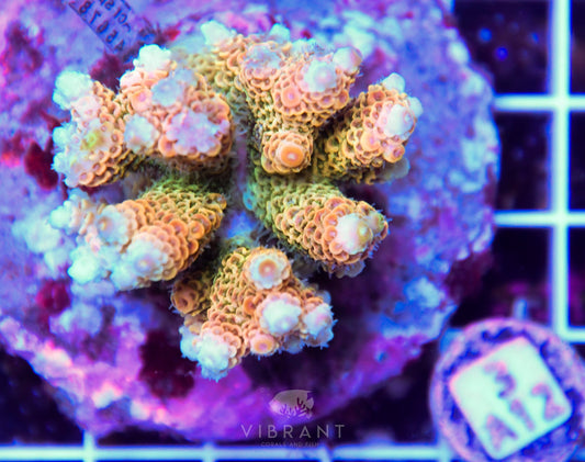 Acro INDO