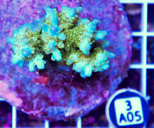 Acro INDO