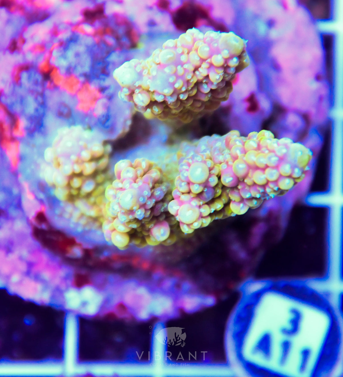 Acro INDO