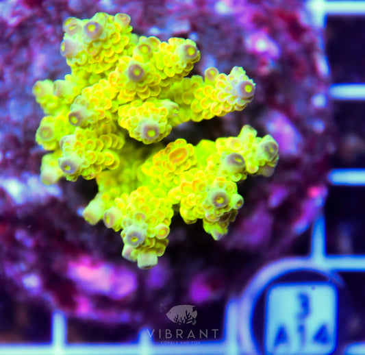 Acro INDO