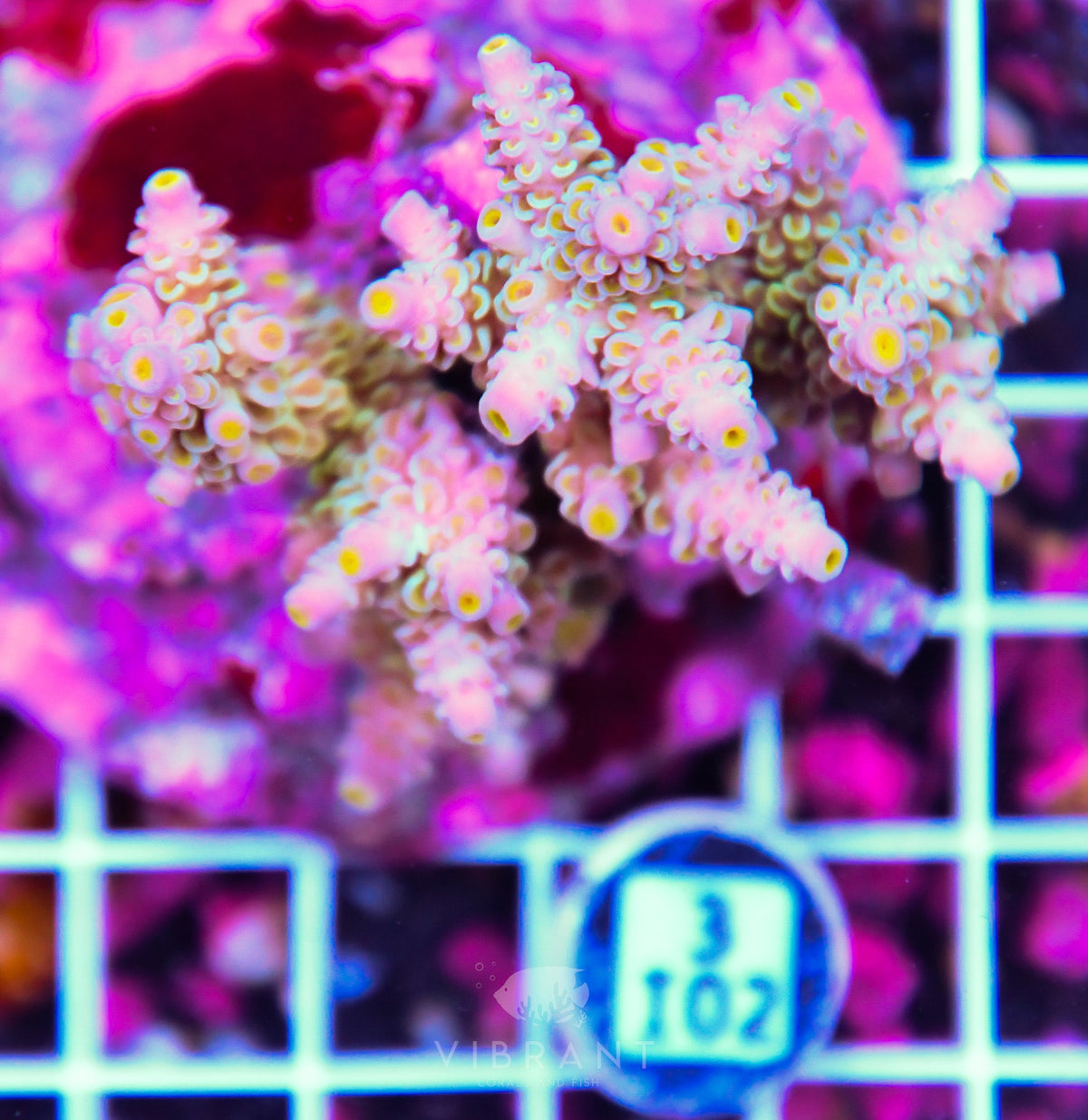 Acro INDO