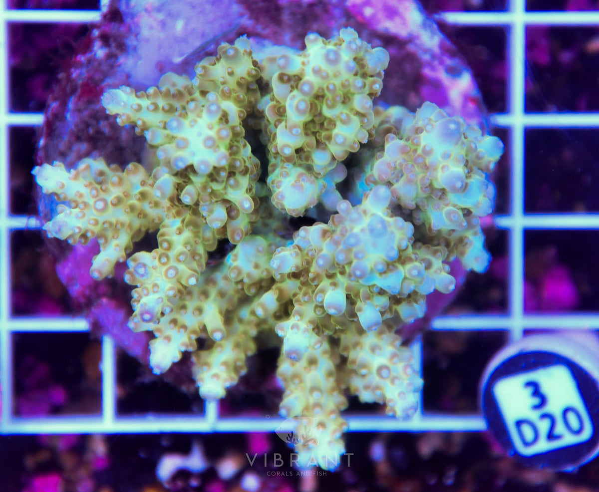 Acro INDO