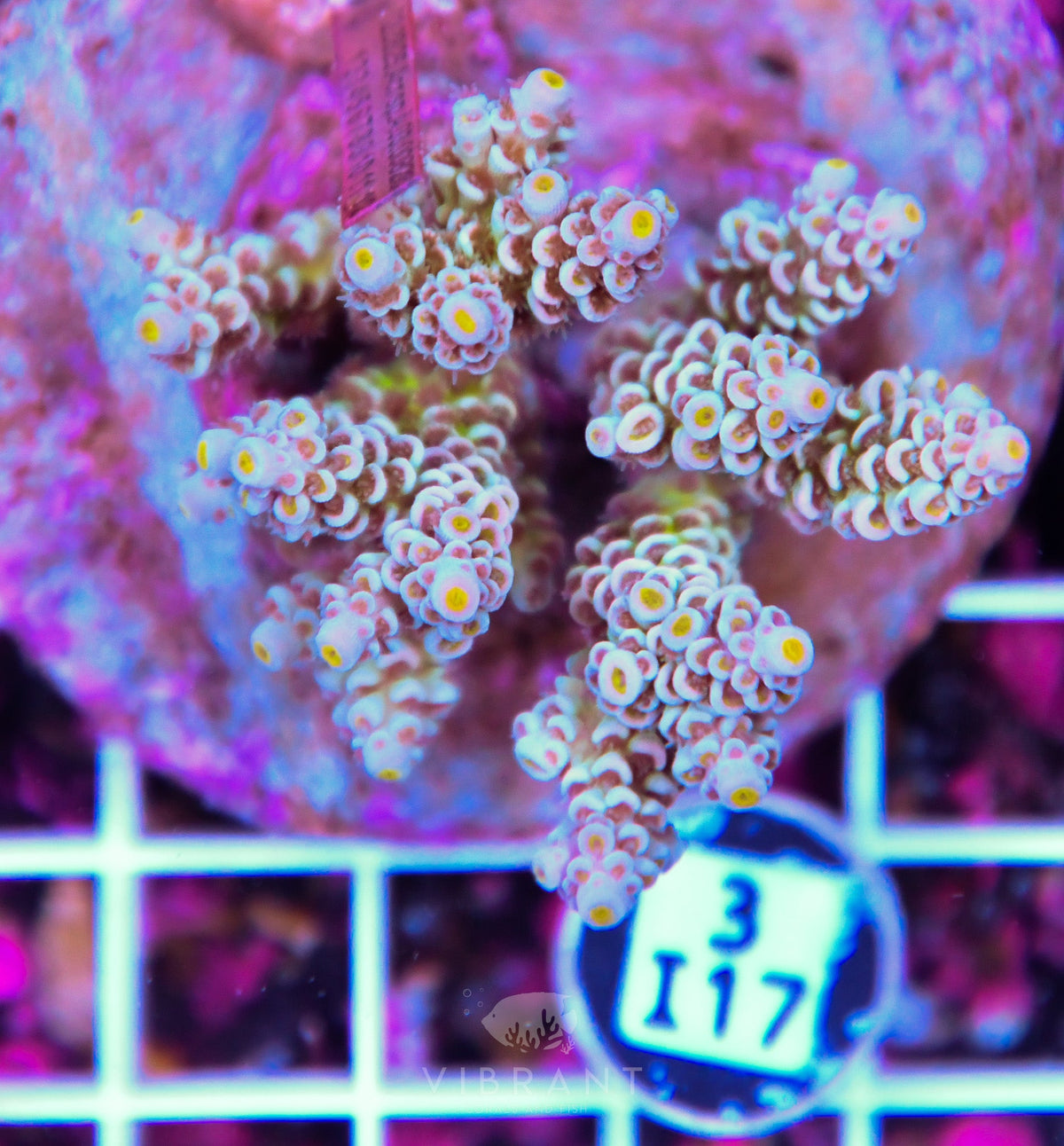 Acro INDO