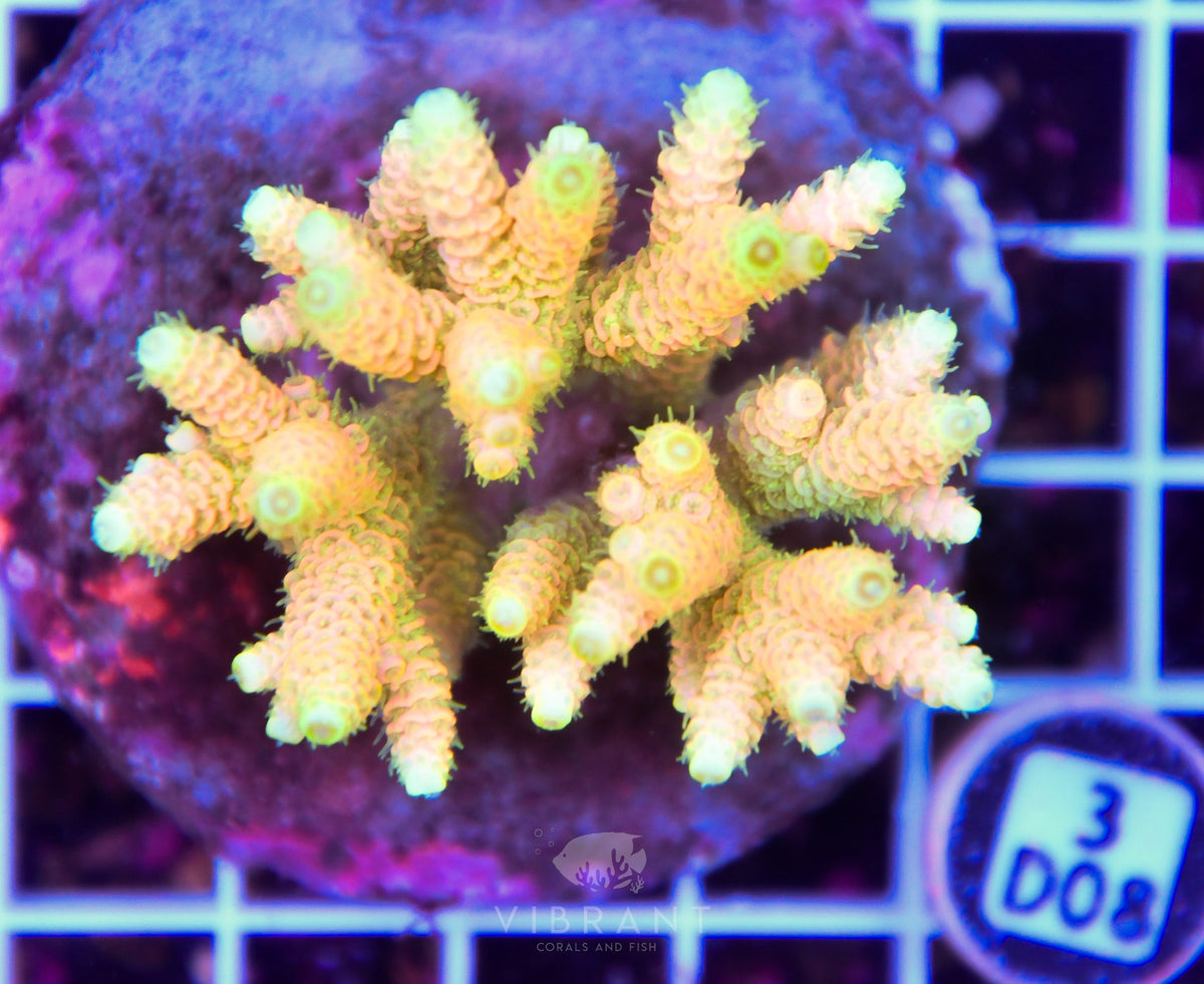 Acro INDO