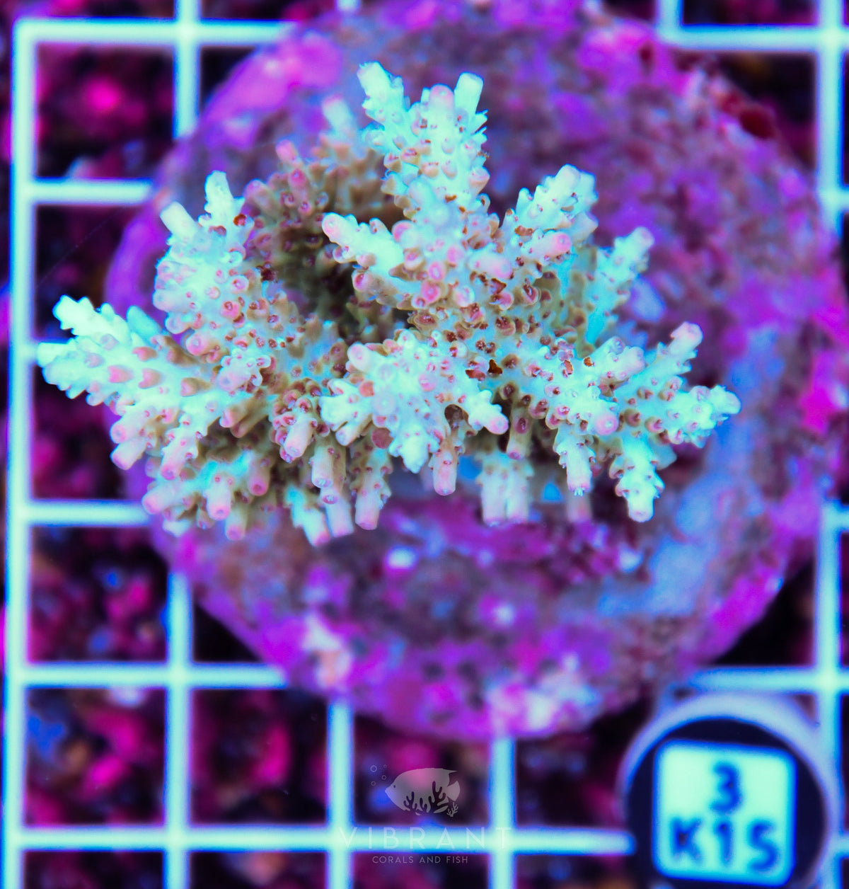 Acro INDO