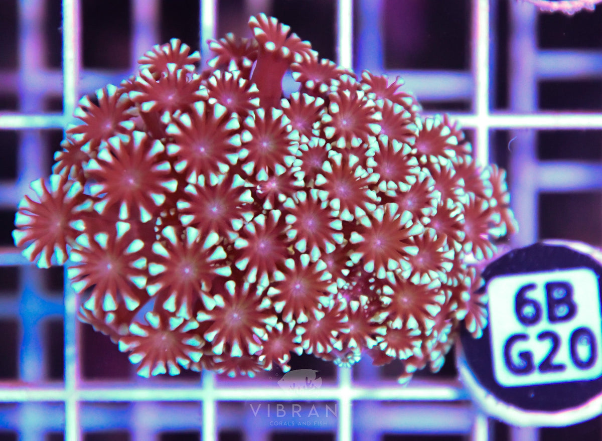 Alveopora WAUS