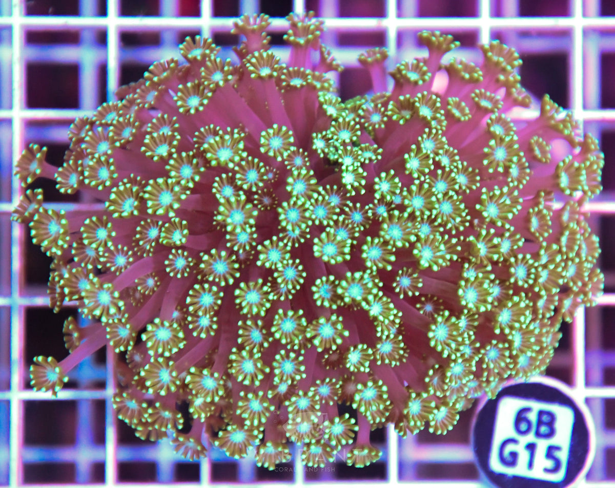 Alveopora WAUS