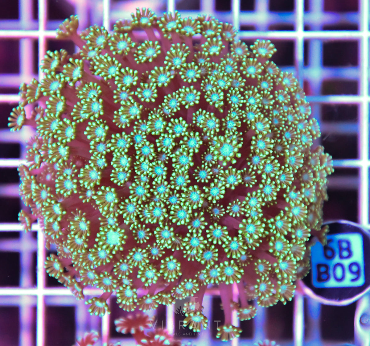 Alveopora WAUS