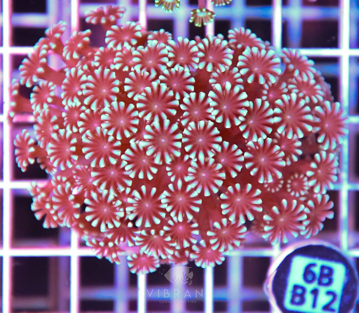 Alveopora WAUS