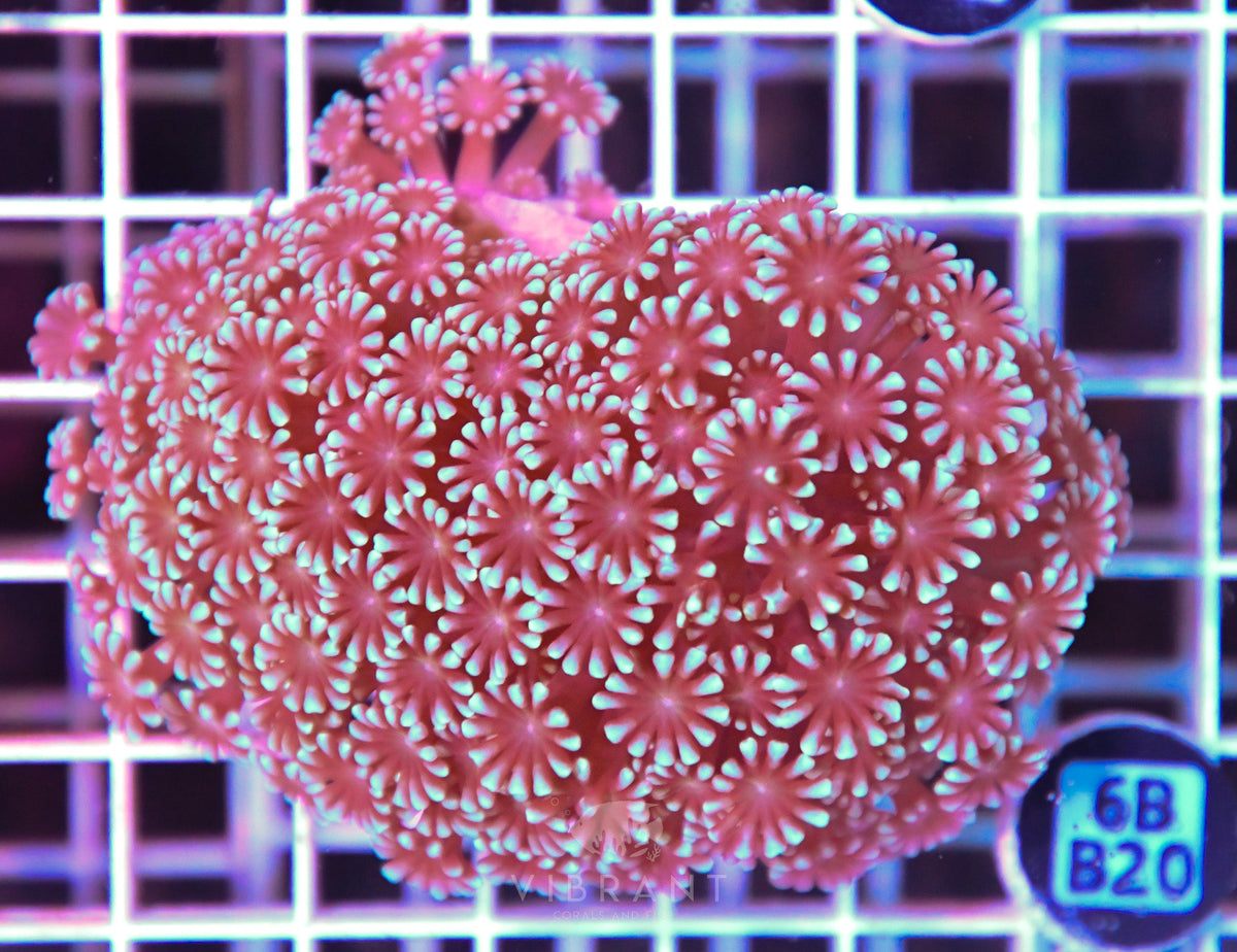 Alveopora WAUS