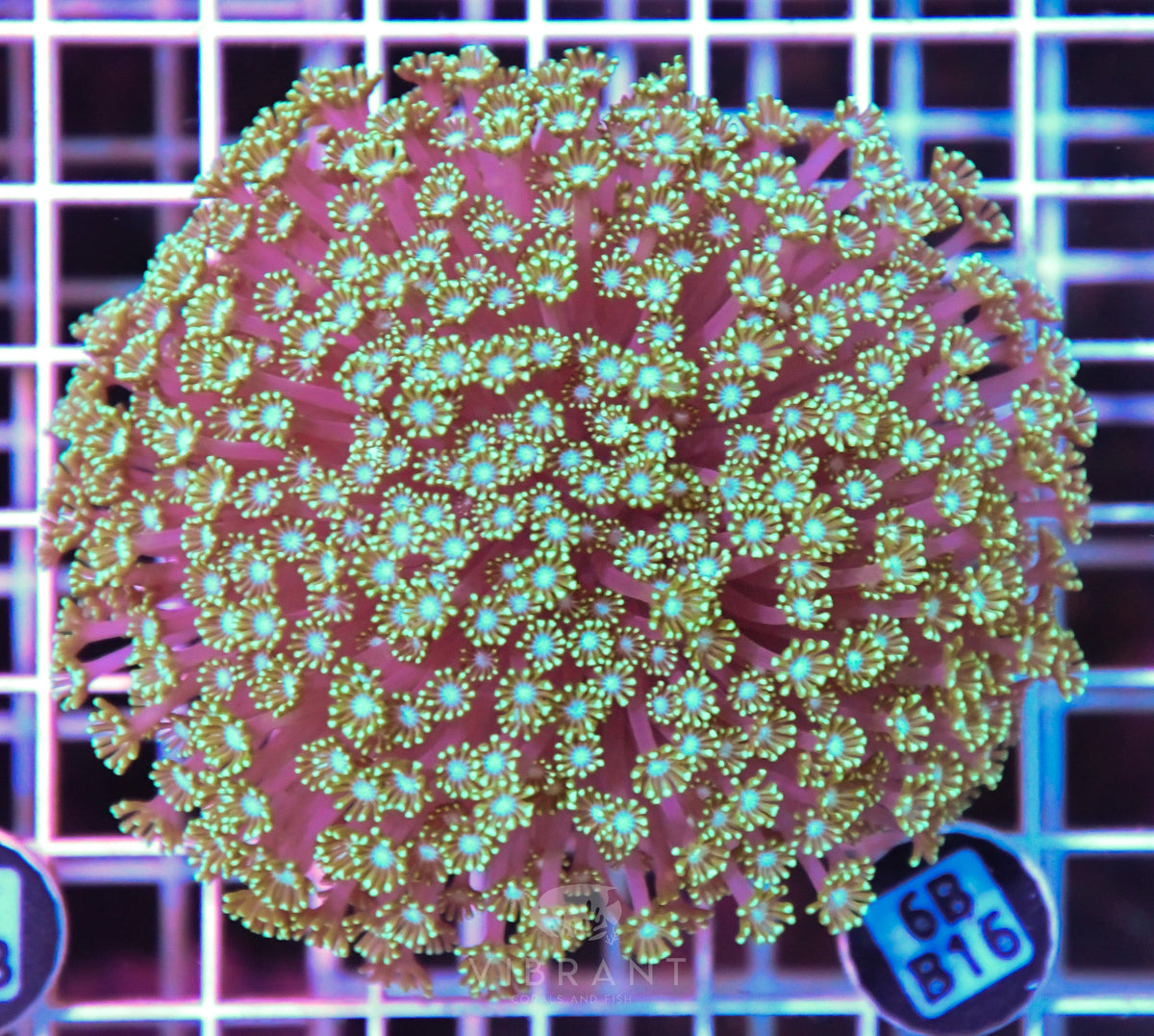 Alveopora WAUS