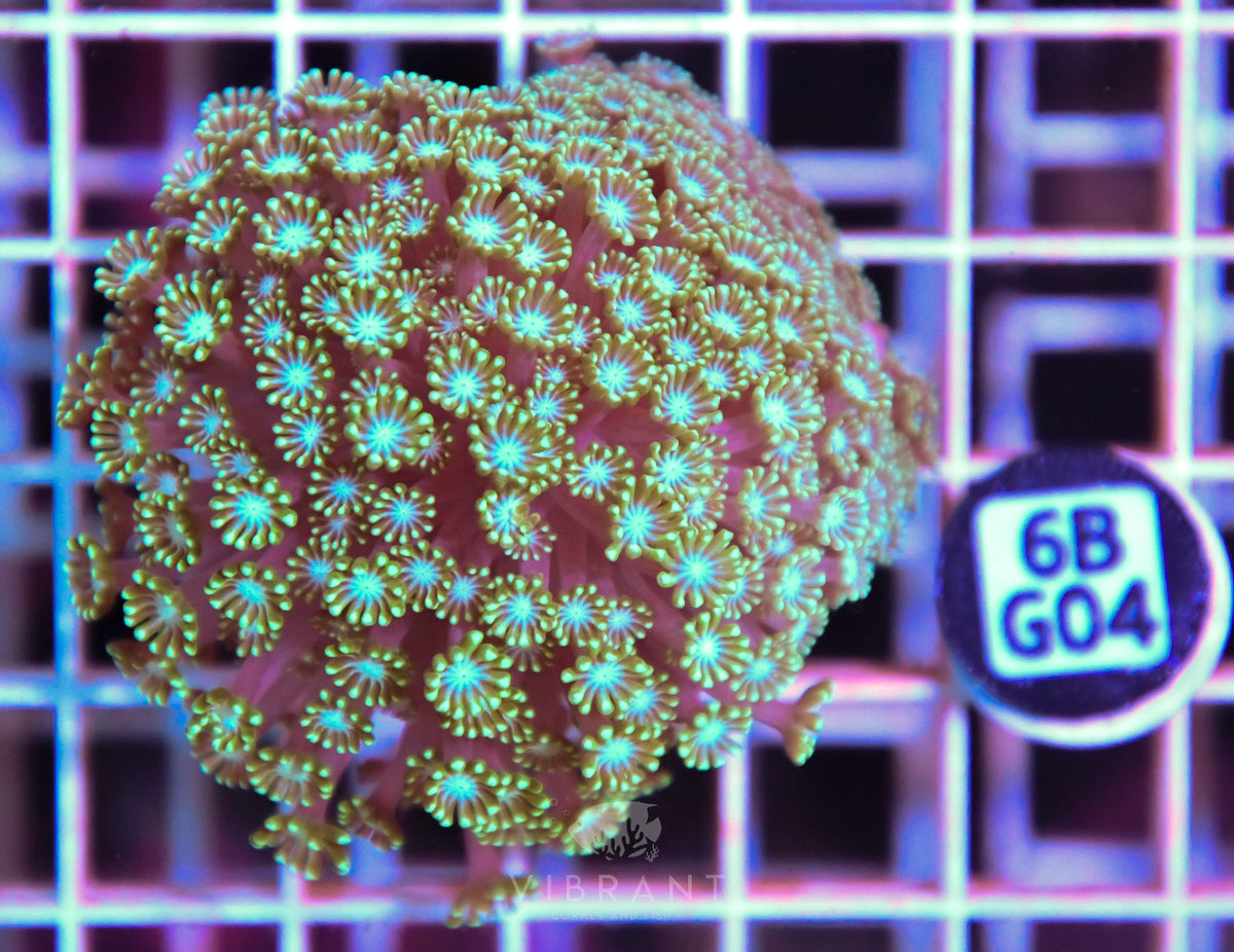 Alveopora WAUS
