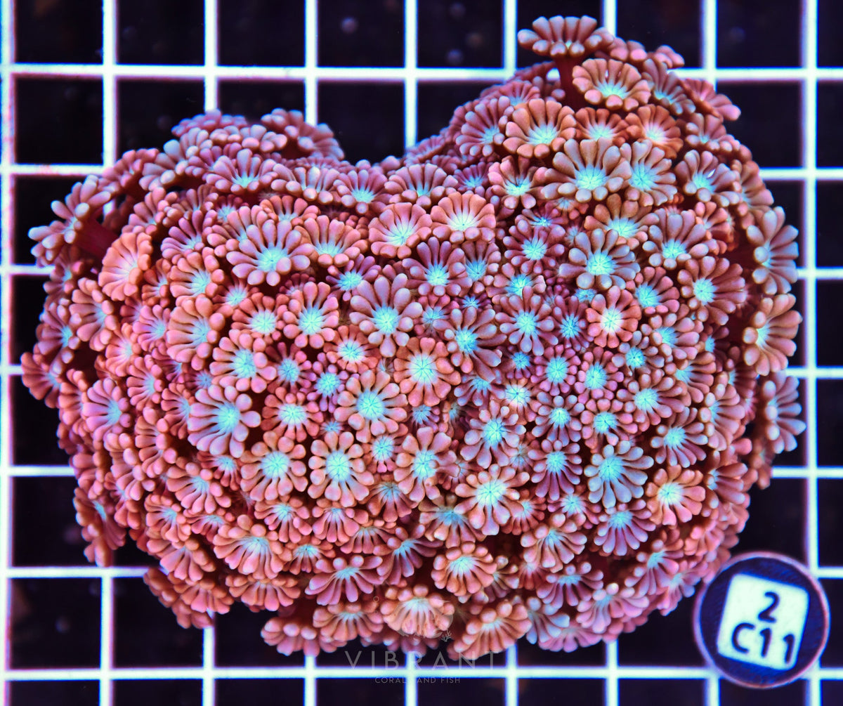 Alveopora AUS