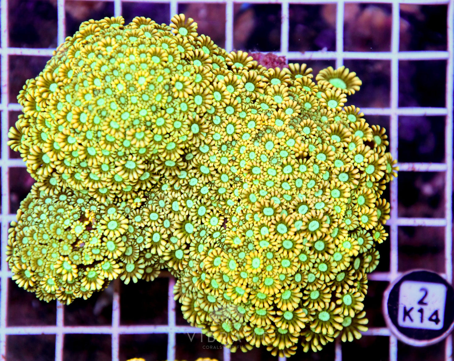 Alveopora INDO W
