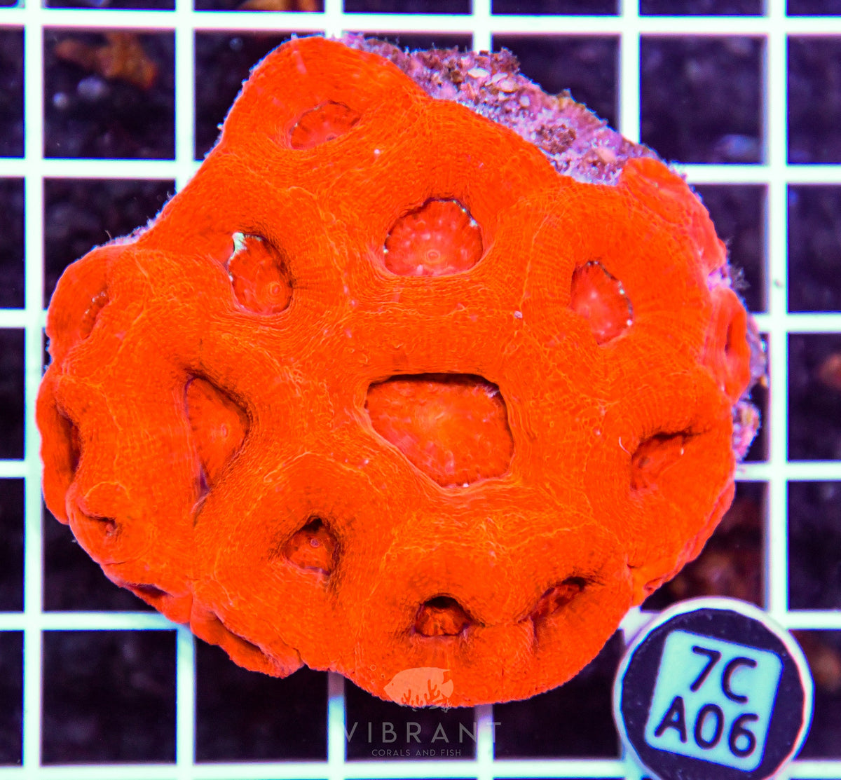 Acan Bower AUS