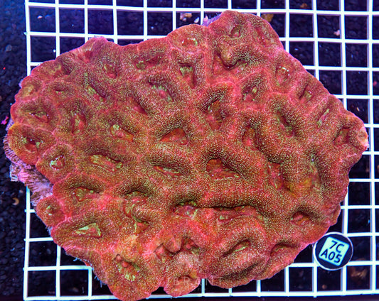 Acan Bower AUS