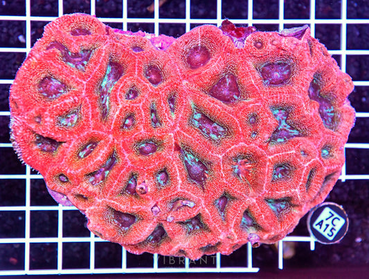 Acan Bower AUS