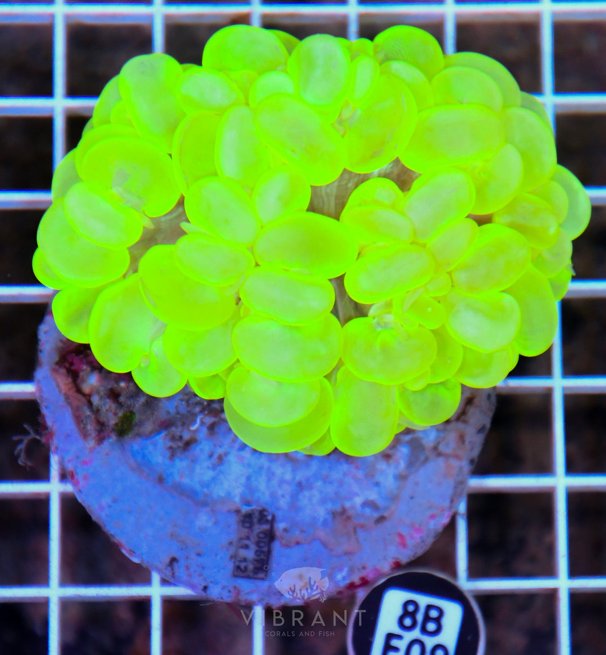 Bubble Coral INDO