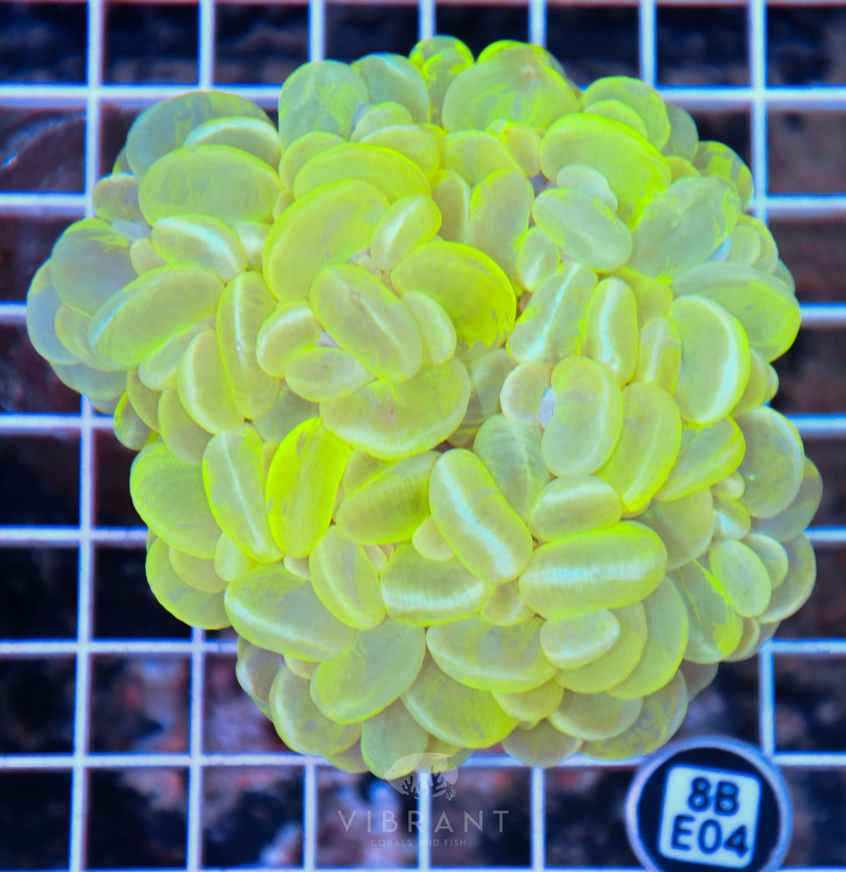 Bubble Coral INDO