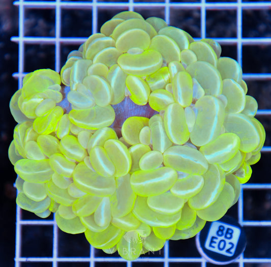 Bubble Coral INDO