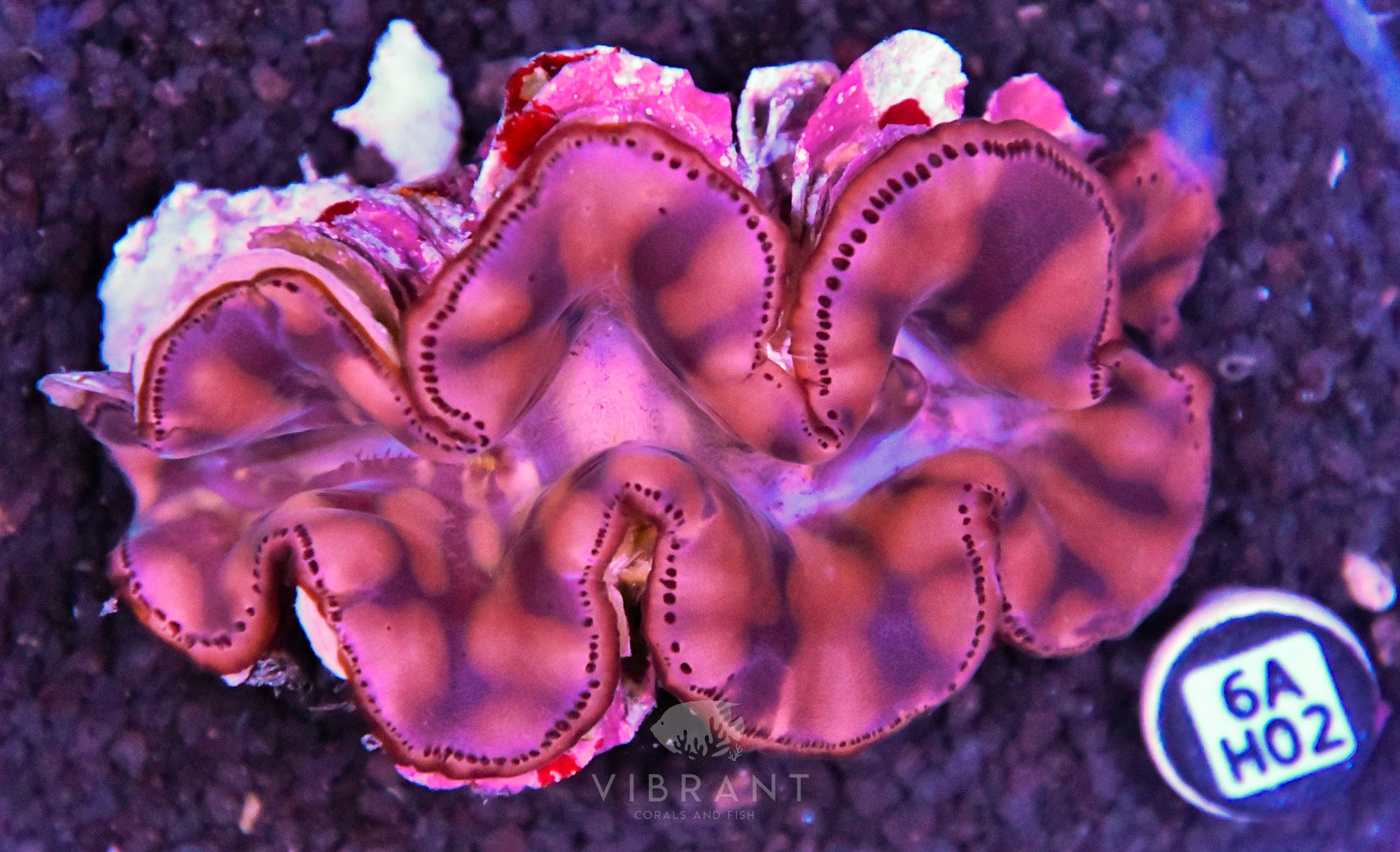 4-5” Aussie Squamosa