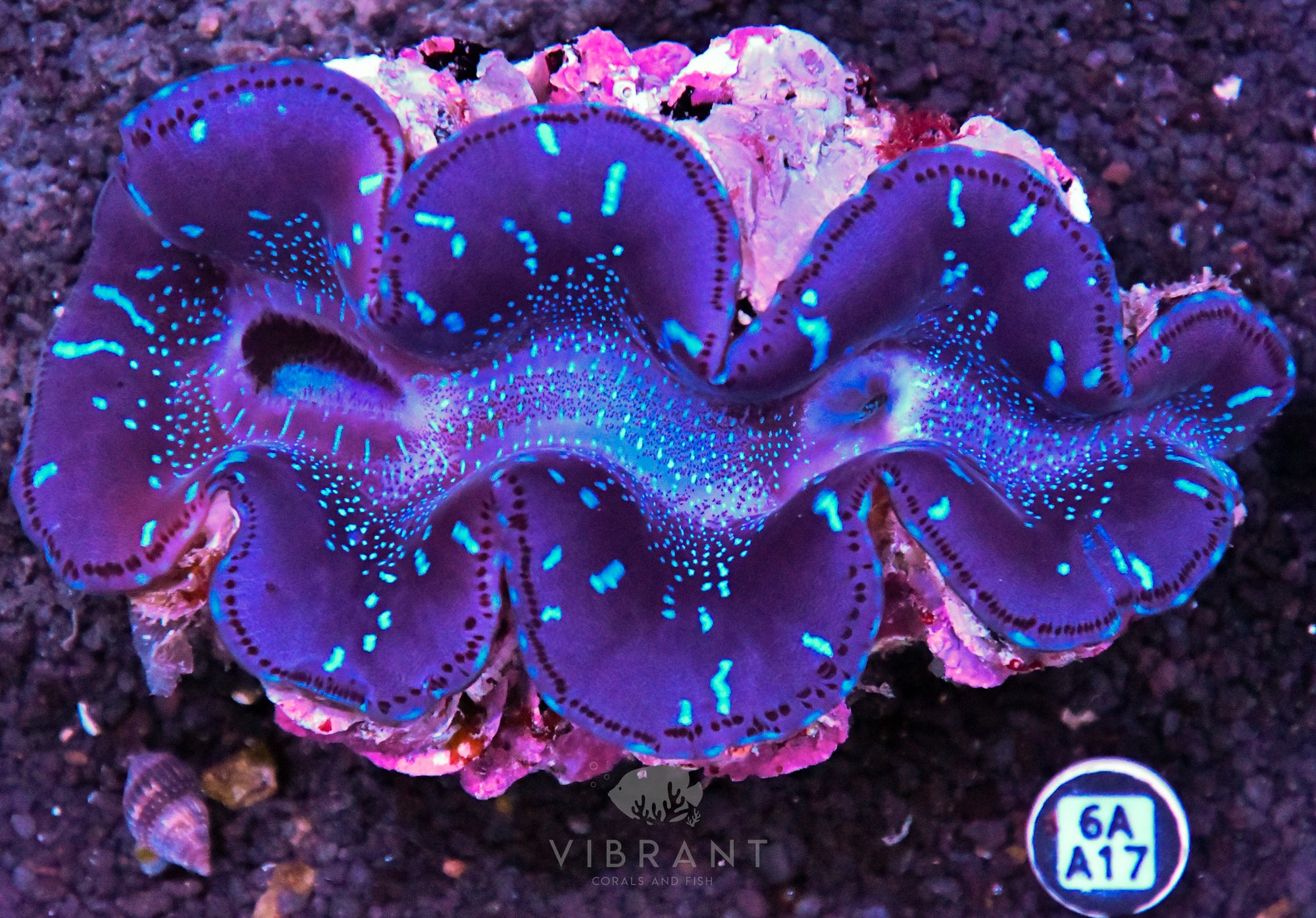 4-5” Aussie Maxima
