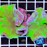 Cabbage Coral INDO