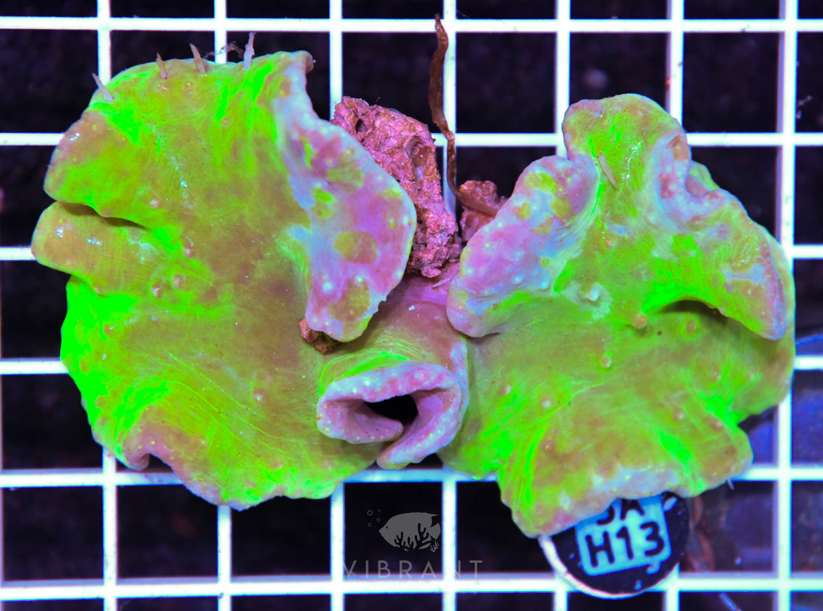 Cabbage Coral INDO