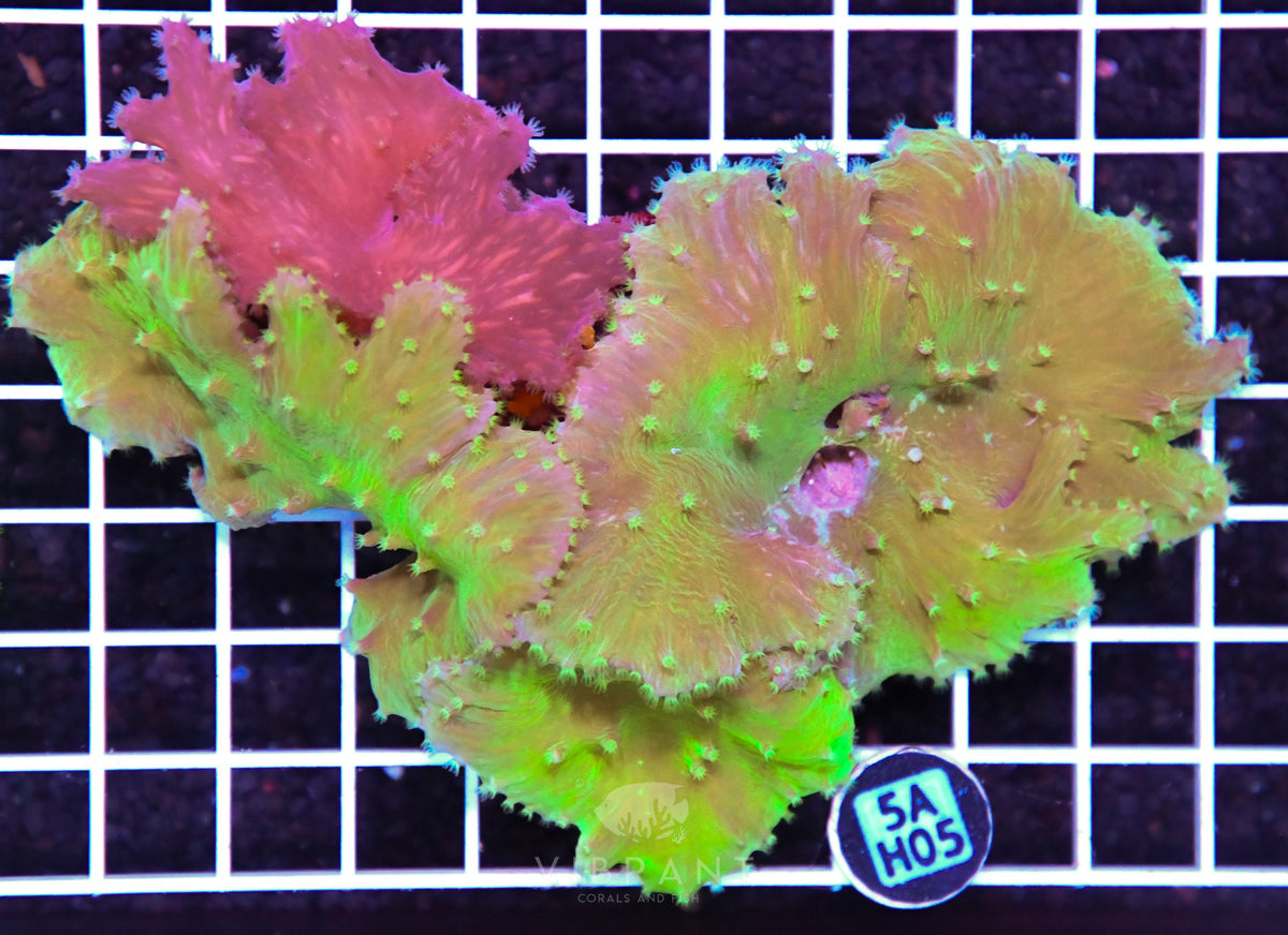 Cabbage Coral INDO