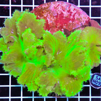 Cabbage Coral INDO