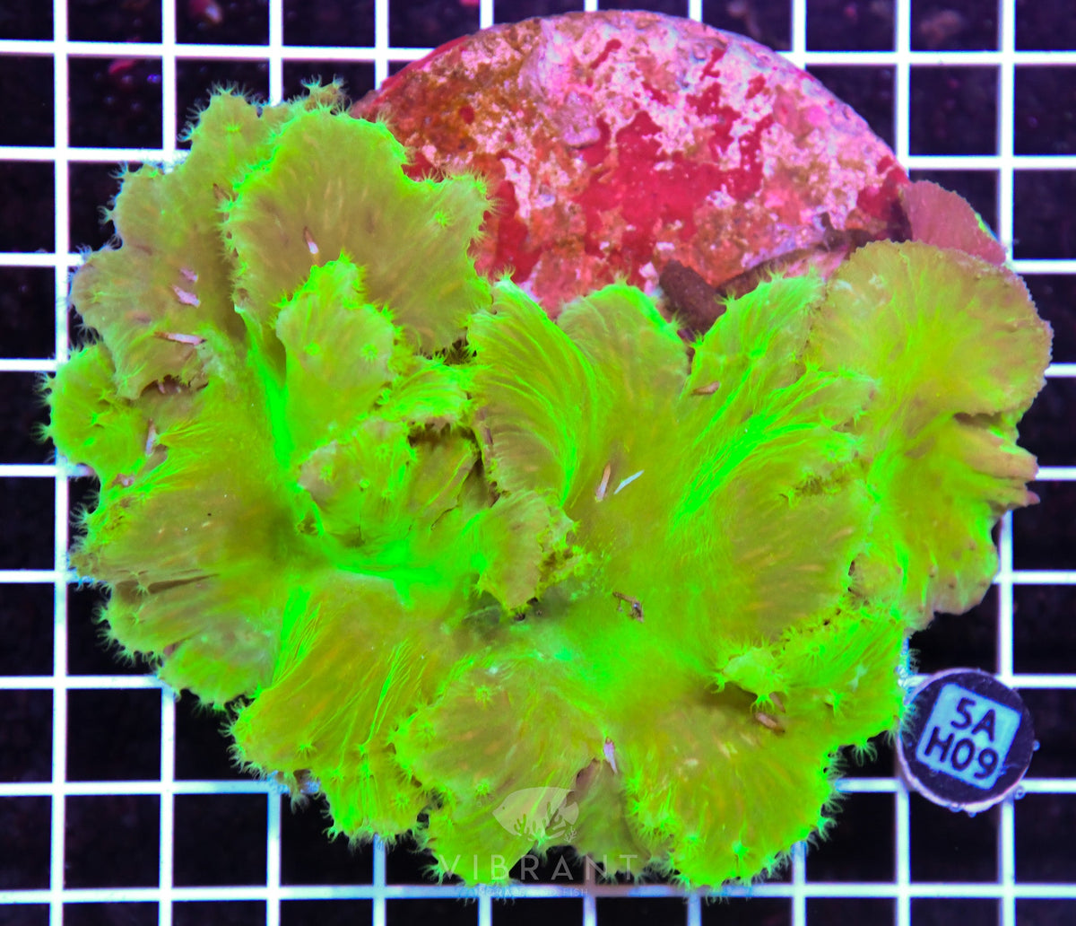 Cabbage Coral INDO