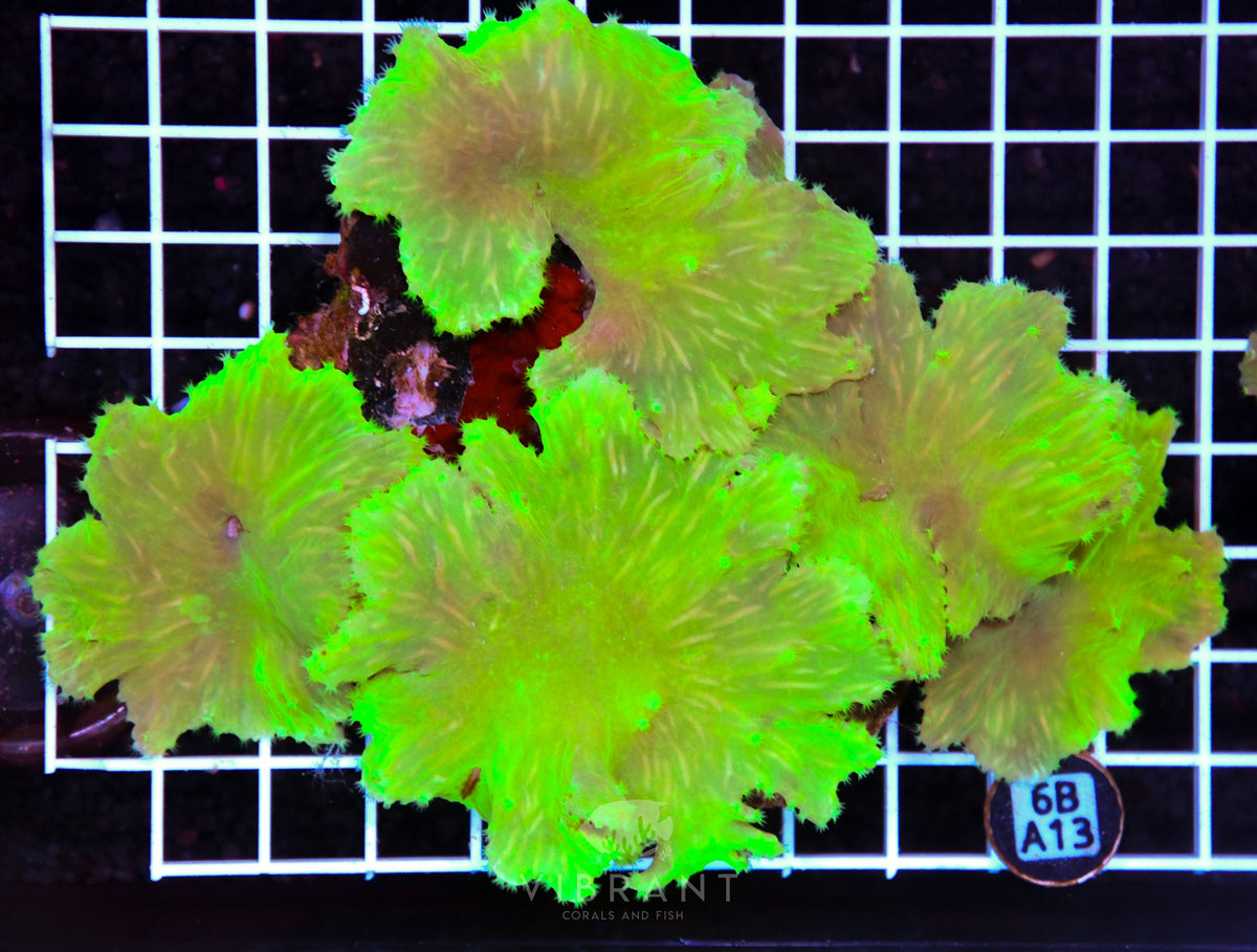 Cabbage Coral INDO
