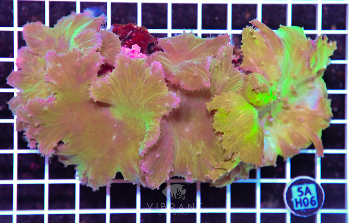 Cabbage Coral INDO