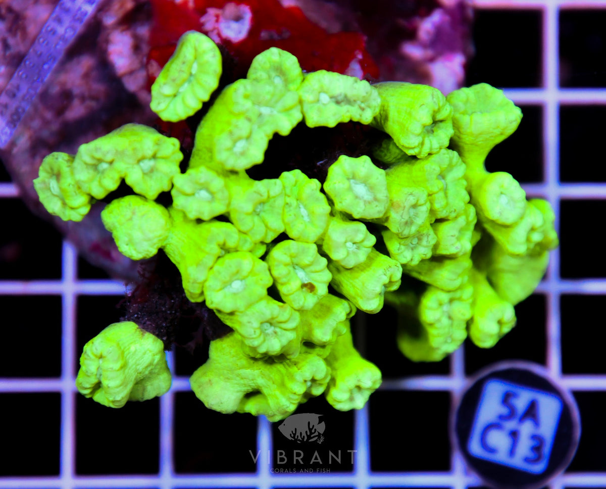 Candy Cane INDO