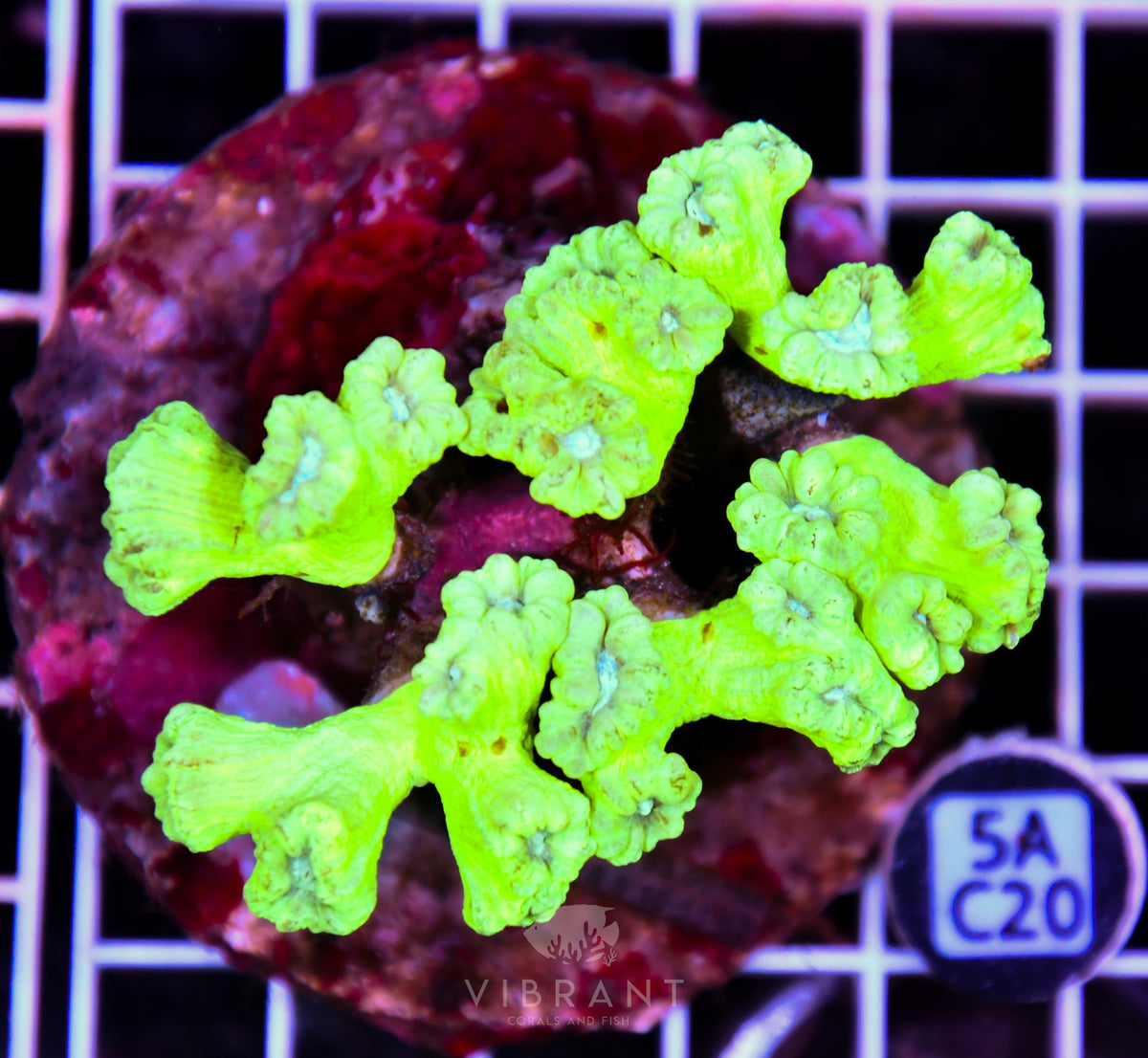 Candy Cane INDO
