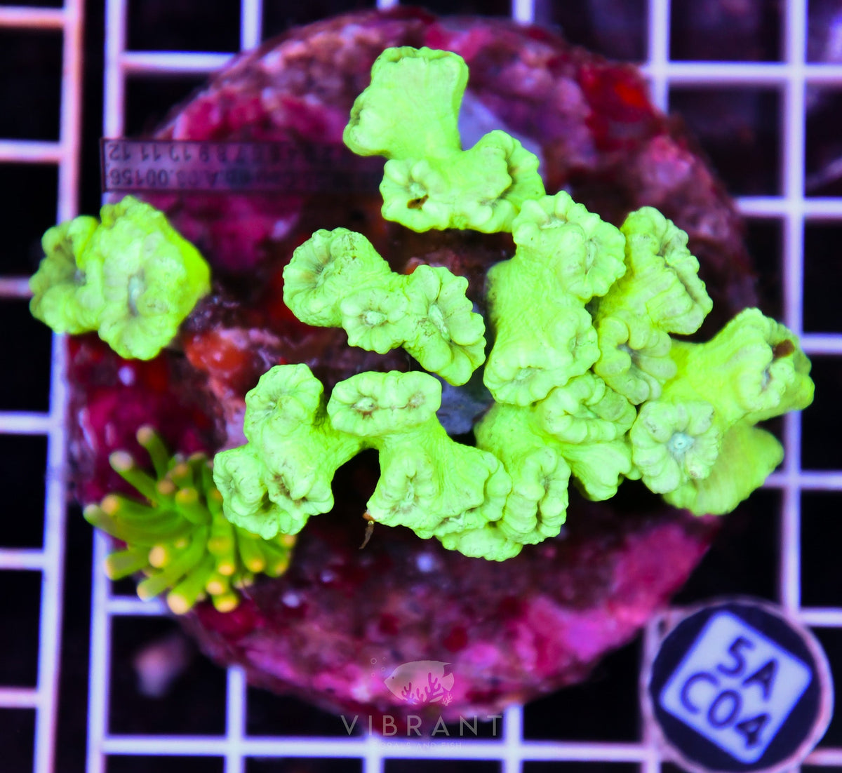 Candy Cane INDO