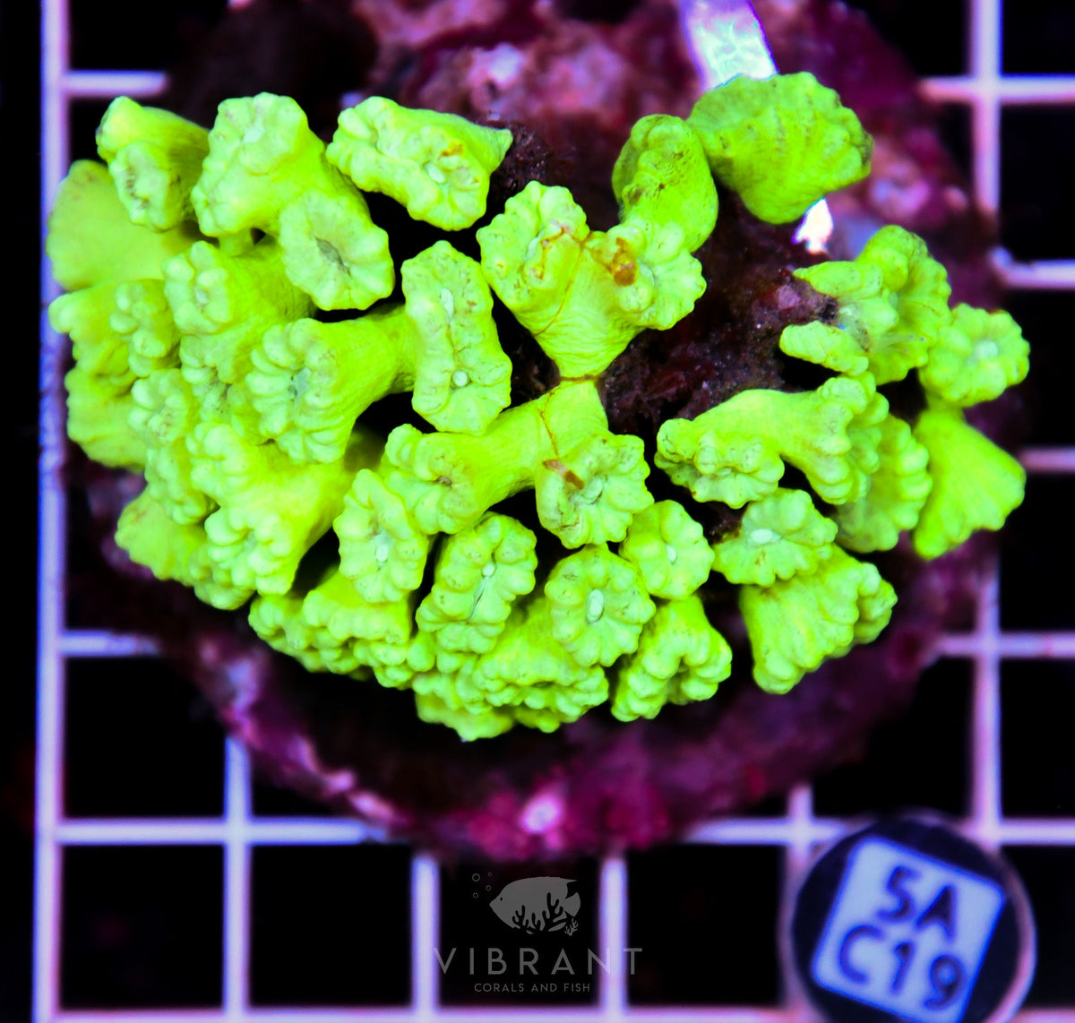 Candy Cane INDO